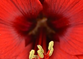 hippeastrum Floris Hekker (3)